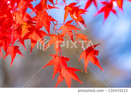 [秋葉素材]秋葉和藍天[長野縣] 116419222