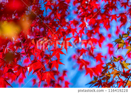 [秋葉素材]秋葉和藍天[長野縣] 116419228