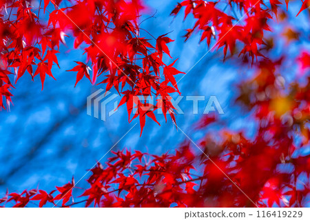 [秋葉素材]秋葉和藍天[長野縣] 116419229