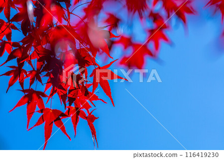 [Autumn leaves material] Autumn leaves and blue sky [Nagano Prefecture] 116419230