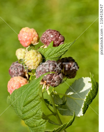 Branch with purple raspberries, lat. Rubus hybridus Glen Coe in the garden. Branch with purple raspberries, lat. Rubus hybridus Glen Coe in the garden. 116419247