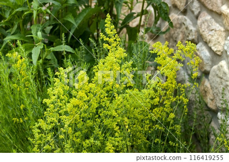 Flowering herb Galium verum, also known as lady's bedstraw or yellow bedstraw. Flowering herb Galium verum, also known as lady's bedstraw or yellow bedstraw. 116419255