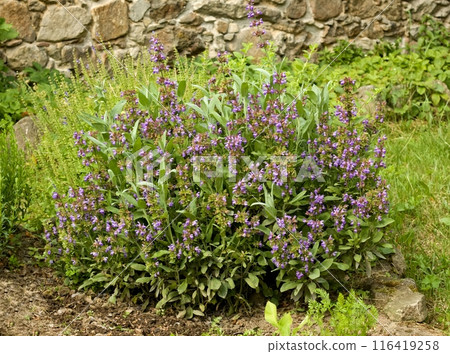 Purple flowering sage Salvia officinalis in the rural garden. 116419258