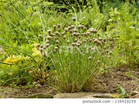 Permaculture garden with chives Allium schoenoprasum cultivated for seeds in the middle. Permaculture garden with chives Allium schoenoprasum cultivated for seeds in the middle. 116419259