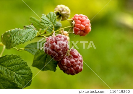Branch with purple raspberries, lat. Rubus hybridus Glen Coe in the garden. 116419260