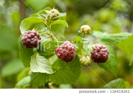 Branch with purple raspberries, lat. Rubus hybridus Glen Coe in the garden. Branch with purple raspberries, lat. Rubus hybridus Glen Coe in the garden. 116419261