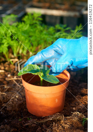 Eco veg growing  116419272