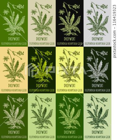 Set of vector drawing of DROPWORT in various colors. Hand drawn illustration. Latin name FILIPENDULA HEXAPETALA GILIB. Set of vector drawing of DROPWORT in various colors. Hand drawn illustration. Latin name FILIPENDULA HEXAPETALA GILIB. 116419323