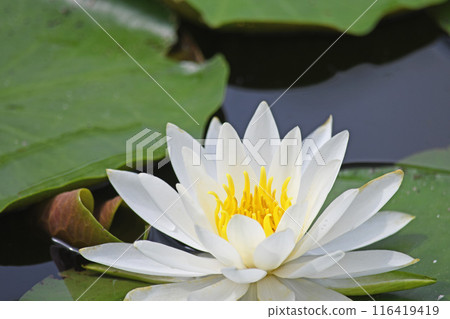 Water lilies Water lilies 116419419
