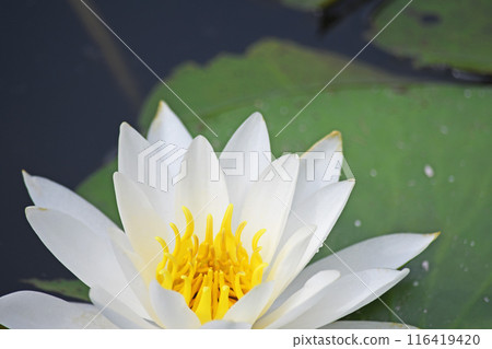 Water lilies Water lilies 116419420