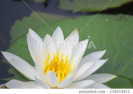 Water lilies 116419421