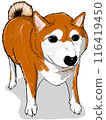 Illustration of Shiba Inu 116419450