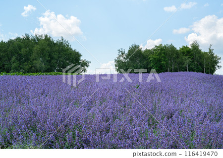 lavender garden blossom plant summer lavender garden summer ラベンダー lavender garden blossom plant summer lavender garden summer ラベンダー 116419470