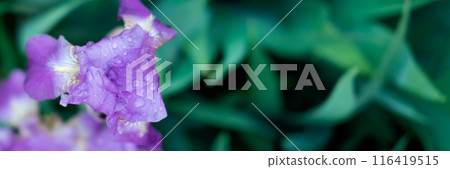 Iris flower focused with rain drops. Iris flower focused with rain drops. 116419515