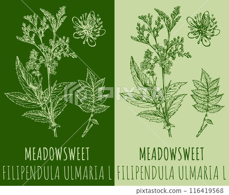 Vector drawings MEADOWSWEET. Hand drawn illustration. Latin name FILIPENDULA ULMARIA L. Vector drawings MEADOWSWEET. Hand drawn illustration. Latin name FILIPENDULA ULMARIA L. 116419568