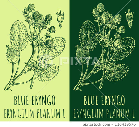 Vector drawings BLUE ERYNGO. Hand drawn illustration. Latin name ERYNGIUM PLANUM L. 116419570