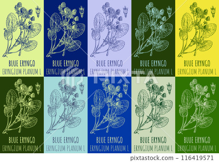 Set of vector drawing of BLUE ERYNGO in various colors. Hand drawn illustration. Latin name ERYNGIUM PLANUM L. Set of vector drawing of BLUE ERYNGO in various colors. Hand drawn illustration. Latin name ERYNGIUM PLANUM L. 116419571