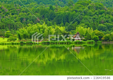 Reflection of fresh green 116419586