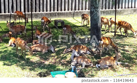 奈良公園鹿園裡展示著大量的鹿 116419643