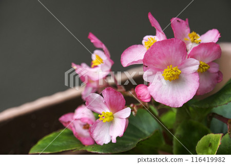 初夏六月盛開的粉紅海棠花 116419982