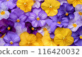 色彩鮮豔的三色堇花 116420032
