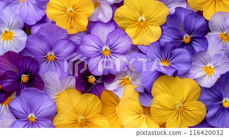 Brightly colored pansy flowers Brightly colored pansy flowers 116420032