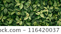 植物背景與茂密的綠葉 116420037