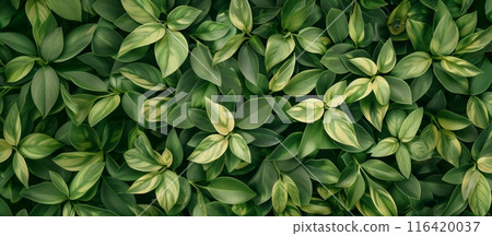 Background of a plant with dense green leaves Background of a plant with dense green leaves 116420037