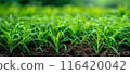 年輕的綠草 116420042