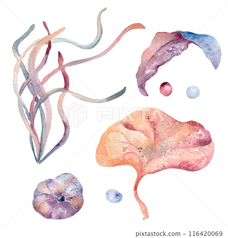 Nautical life set as a seaweeds, laminaria and bubbles in pink watercolor. Marine plants monochrome illustration painting in a light pinks and blues. Underwater abstract sea plants hand drawn clipart 116420069