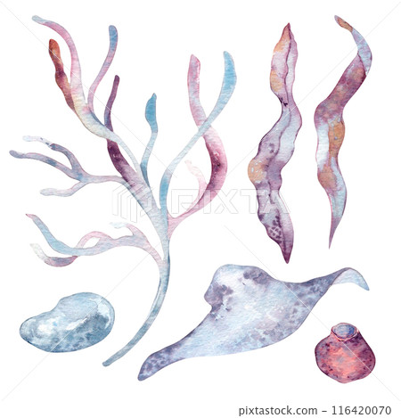 Sea life set as a stingray, seashell, seaweed, and stones in watercolor. Ocean creatures and sea plants, algae, kelp hand drawn illustration in pink and dusty blue. Marine life monochrome clipart 116420070