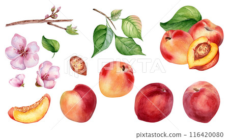 Big watercolor set with various peaches, branch and pink flowers isolated on white. Hand drawn nectarine and leaves illustration. Sliced and whole fruits drawn. Elements for packaging, kitchen line 116420080