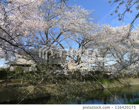 Cherry blossoms at Wakaizumi Park (Honjo City, Saitama Prefecture) Cherry blossoms at Wakaizumi Park (Honjo City, Saitama Prefecture) 116420173