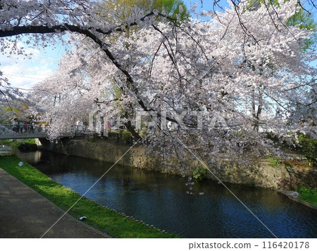 Cherry blossoms at Wakaizumi Park (Honjo City, Saitama Prefecture) 116420178
