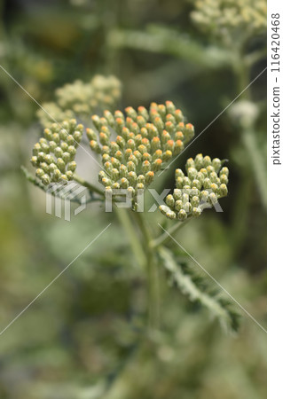 Yarrow Terracotta 116420468