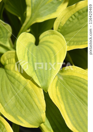 Hosta Moon Split 116420469