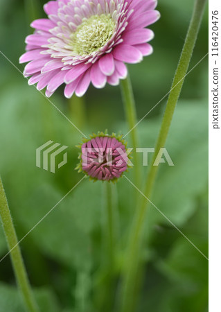 Gerbera daisy Garvinea Sweet Memories 116420476