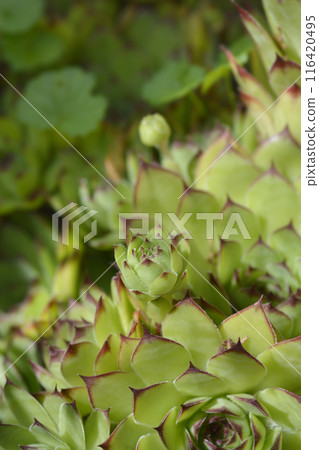 Common houseleek Common houseleek 116420495