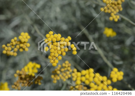 Italian everlasting flowers Italian everlasting flowers 116420496