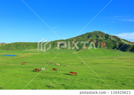 [Kumamoto Prefecture] Fresh greenery at Kusasenrihama Beach (Mount Aso) 116420621