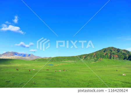 [Kumamoto Prefecture] Fresh greenery at Kusasenrihama Beach (Mount Aso) 116420624