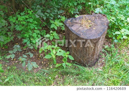 tree stump in the forest tree stump in the forest 116420689