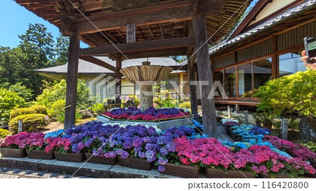 Hydrangeas at Mimuroto Temple in Uji, Kyoto 116420800