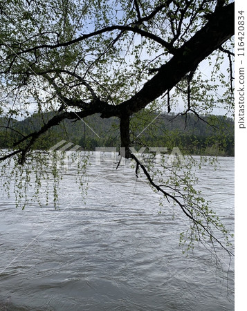 Beautiful Tree Branch Overlooking Scenic River with Lush Green Leaves and Majestic Blue Sky 116420834