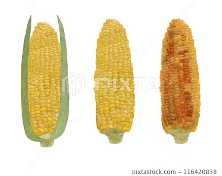 玉米套 玉米套 116420838