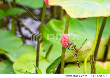A white-tailed skimmer after emerging A white-tailed skimmer after emerging 116420924