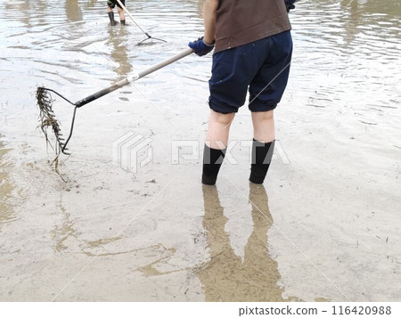 Farming rice fields with parents and child Farming rice fields with parents and child 116420988