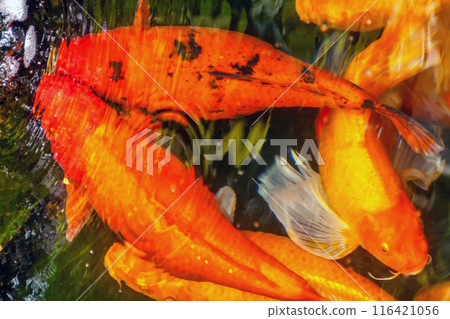 Koi Carps Fish Japanese in the pond 116421056