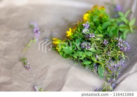 St Johns wort and Thyme fresh flowers drying St Johns wort and Thyme fresh flowers drying 116421068