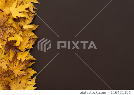 Brown Background with Border of Yellow Autumn Maple Leaves Brown Background with Border of Yellow Autumn Maple Leaves 116421105